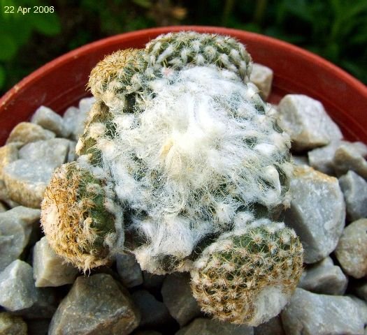 Copiapoa _hypogaea _ssp.laui_ FK439 _16